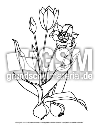 Ausmalbild-Tulpen-2.pdf